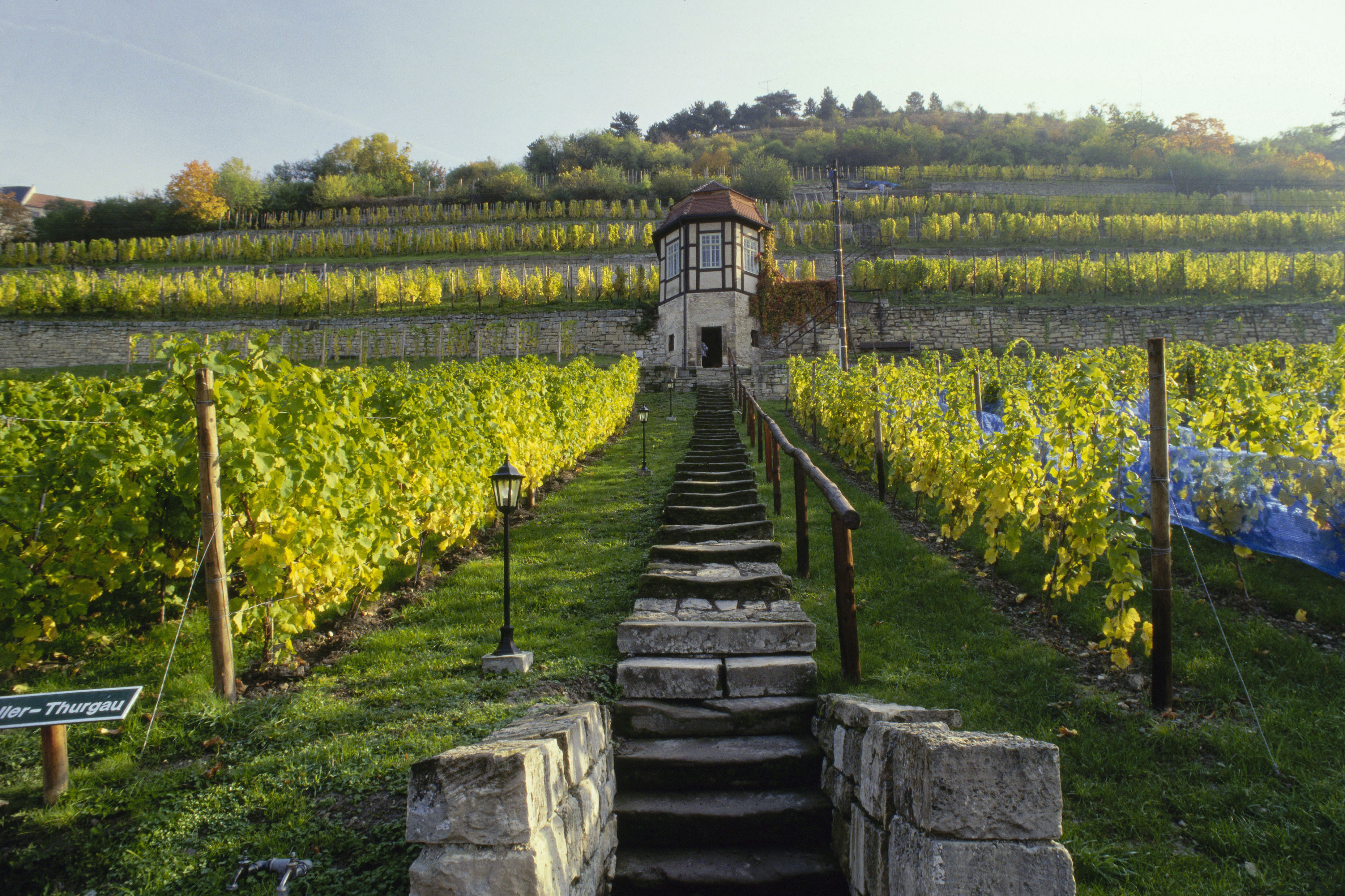 Weinanbaugebiet Saale-Unstrut Steinstufen im Weinberg