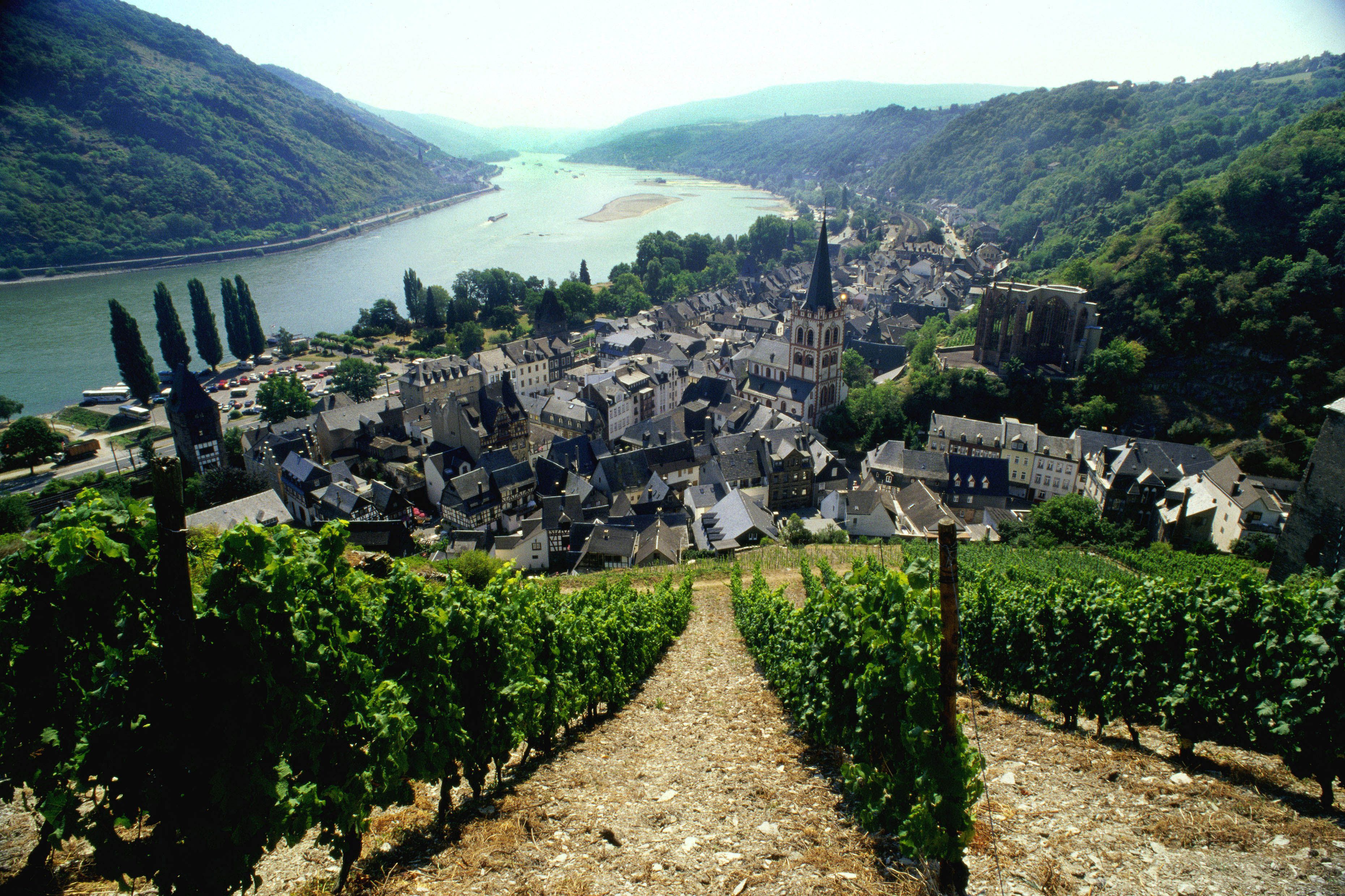 Weinanbaugebiet Mittelrhein Rebzeilen im Weinberg
