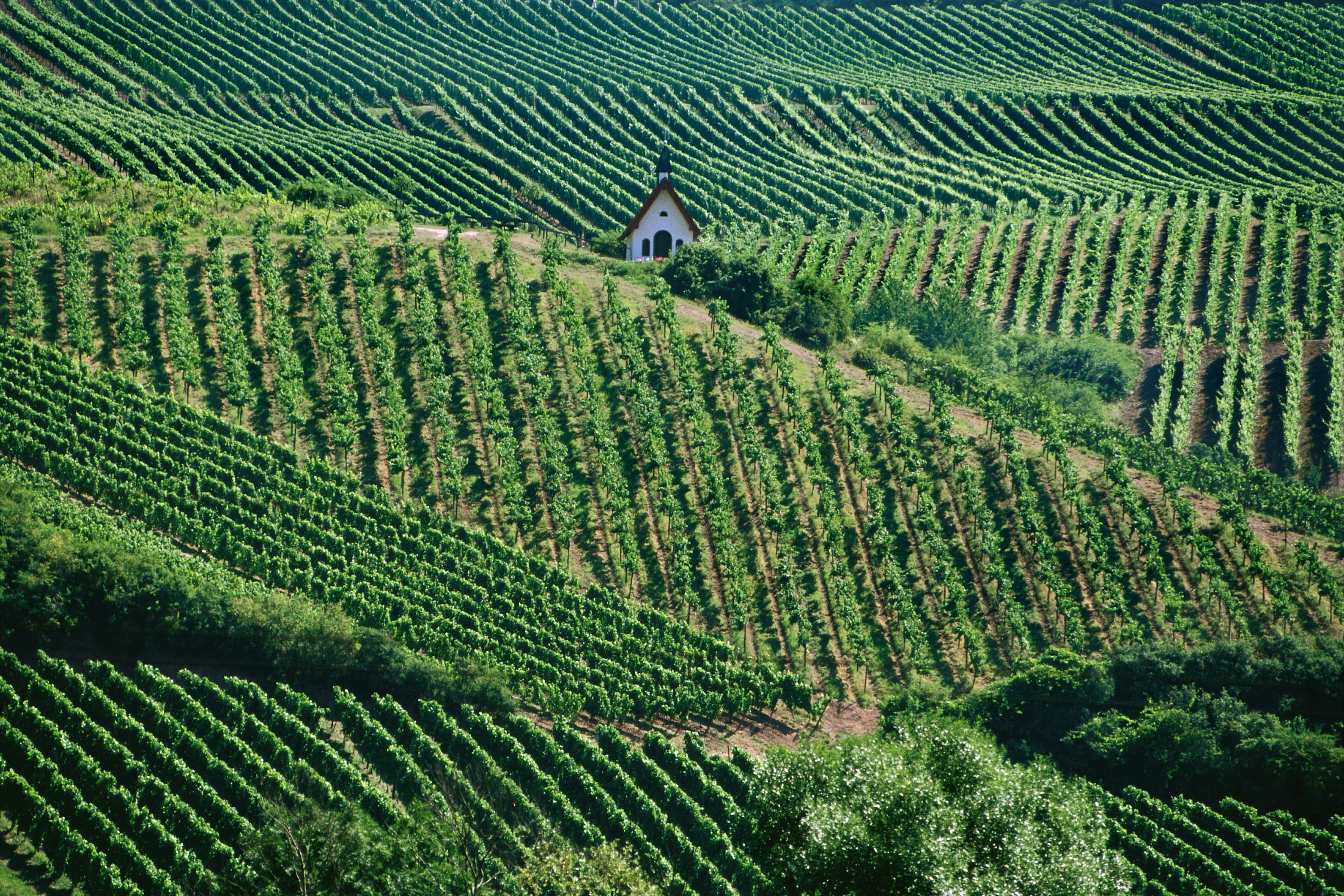 Weinanbaugebiet Nahe Rebzeilen im Weinberg mit kleiner Kapelle