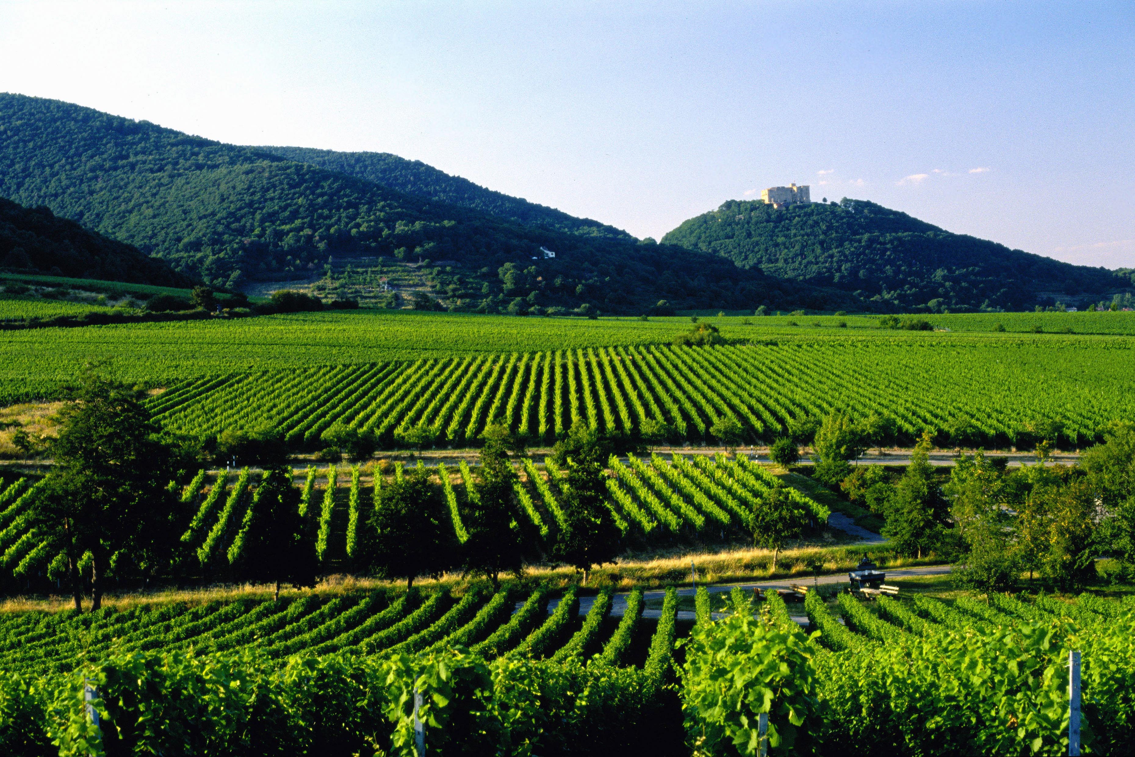 Weinanbaugebiet Pfalz Rebzeilen
