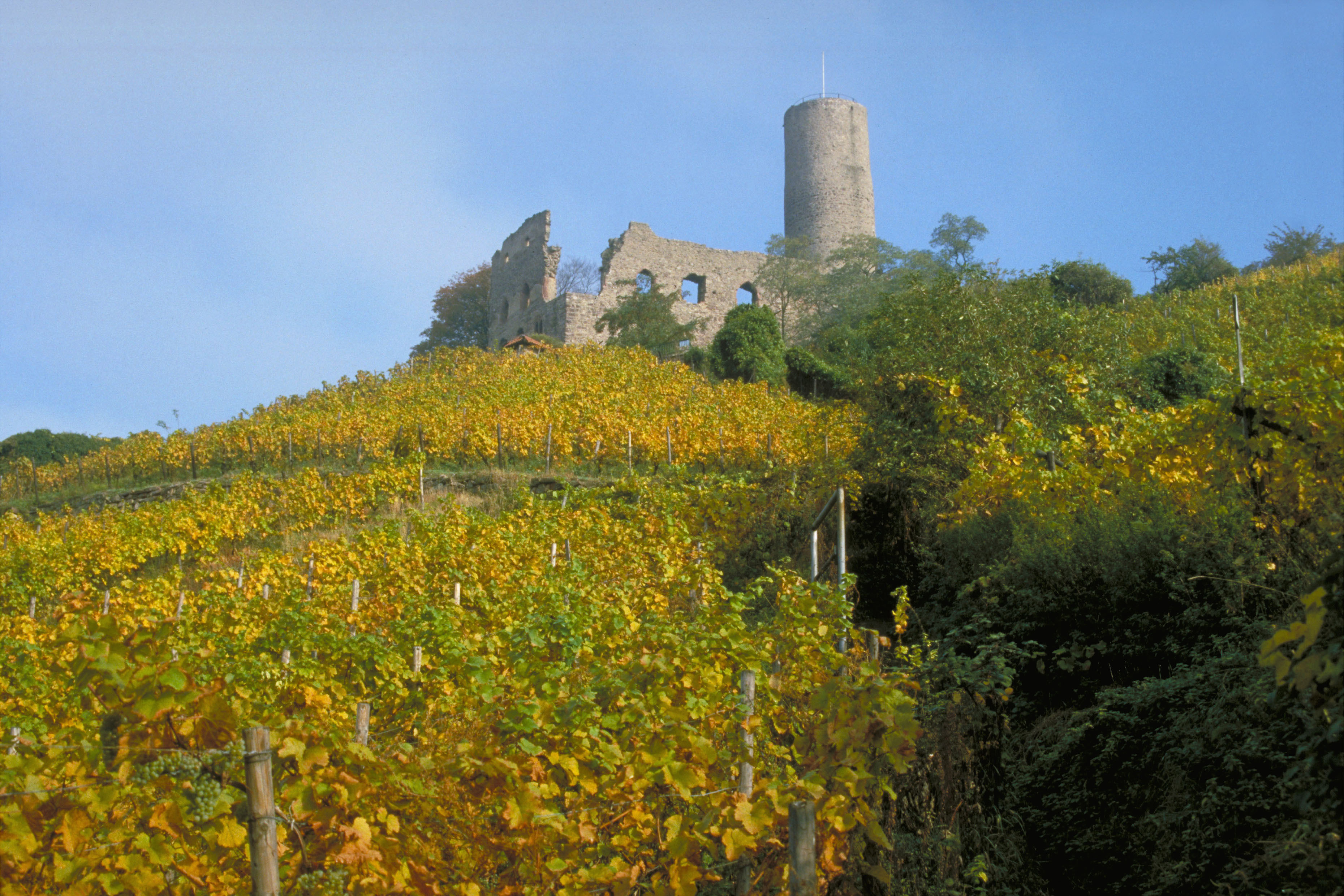 Weinanbaugebiet Baden Weinberg mit Burgruine