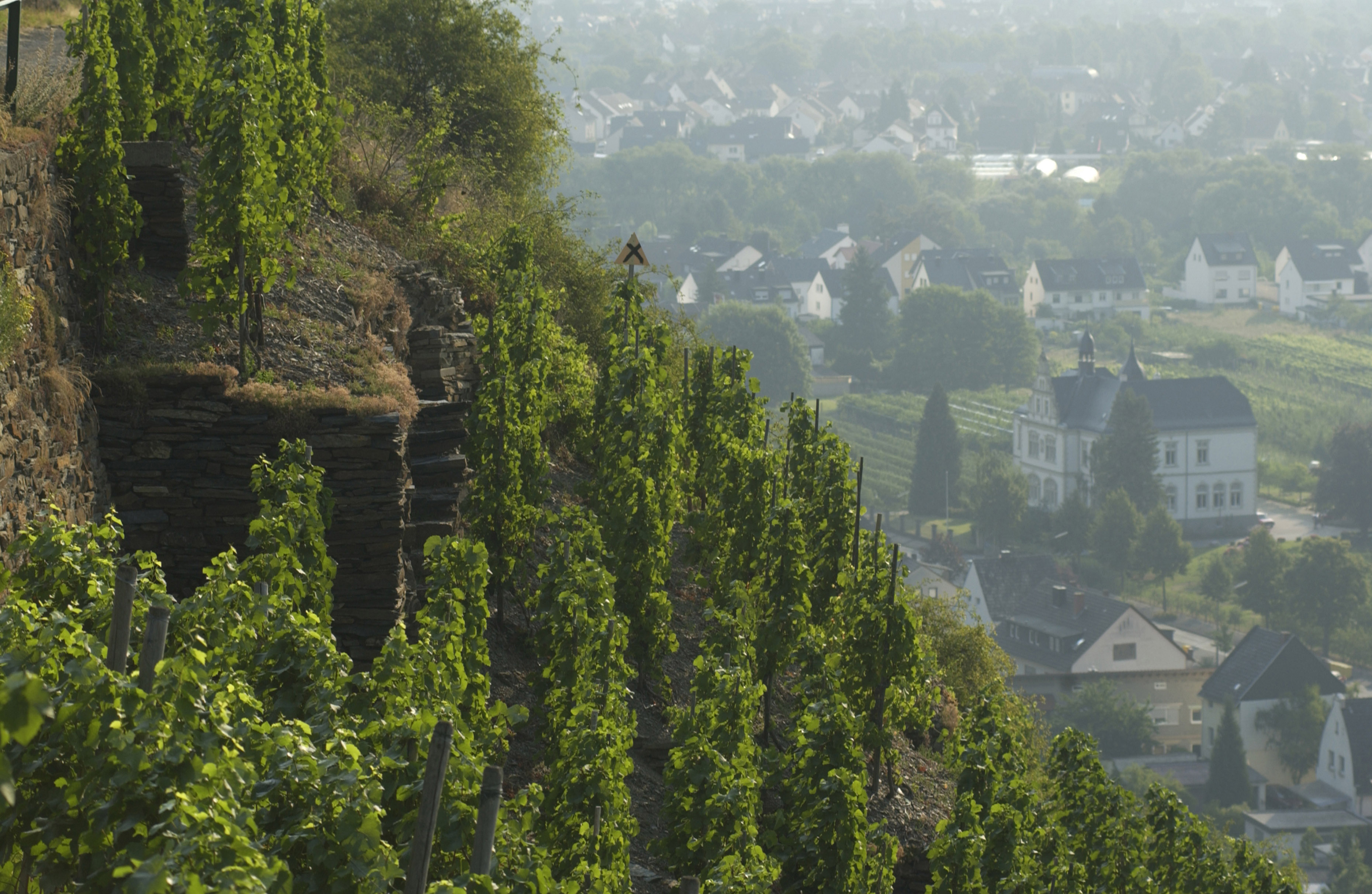 Weinanbaugebiet Ahr Steillage Weinberg