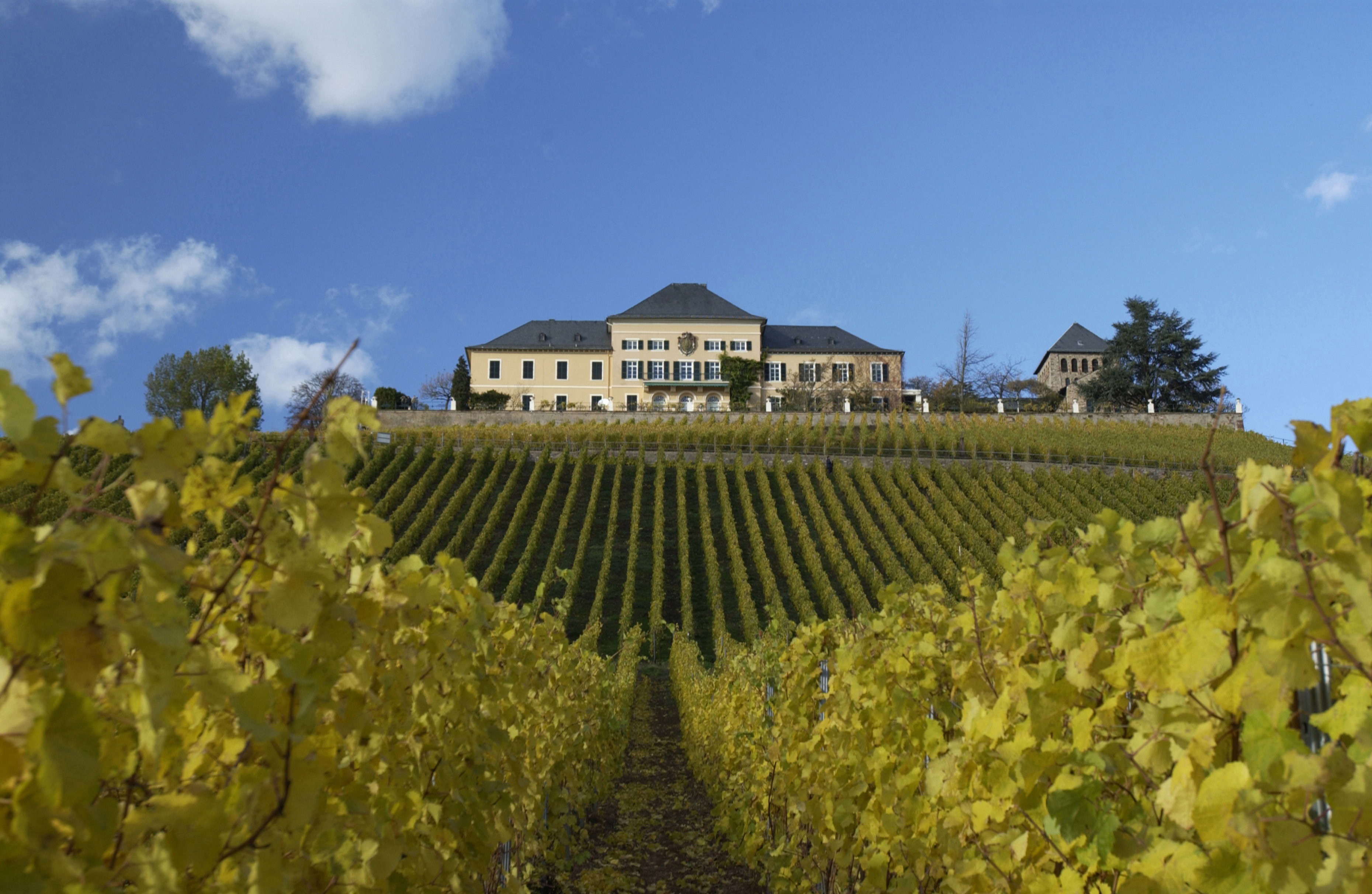Weinanbaugebiet Rheingau Schloss Johannisberg im Weinberg