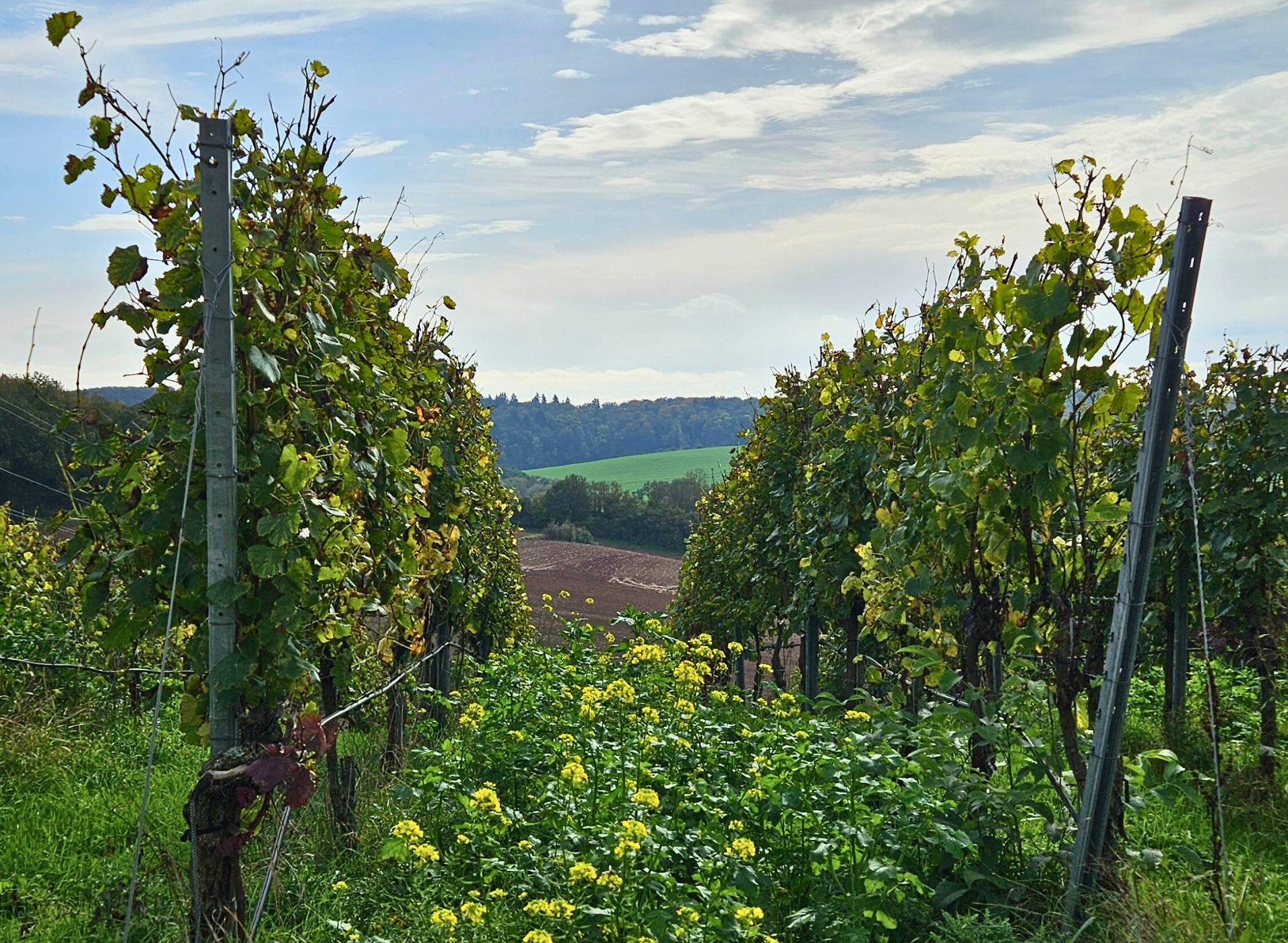 Bio Weine Rebzeile im Weinberg mit Begrünung