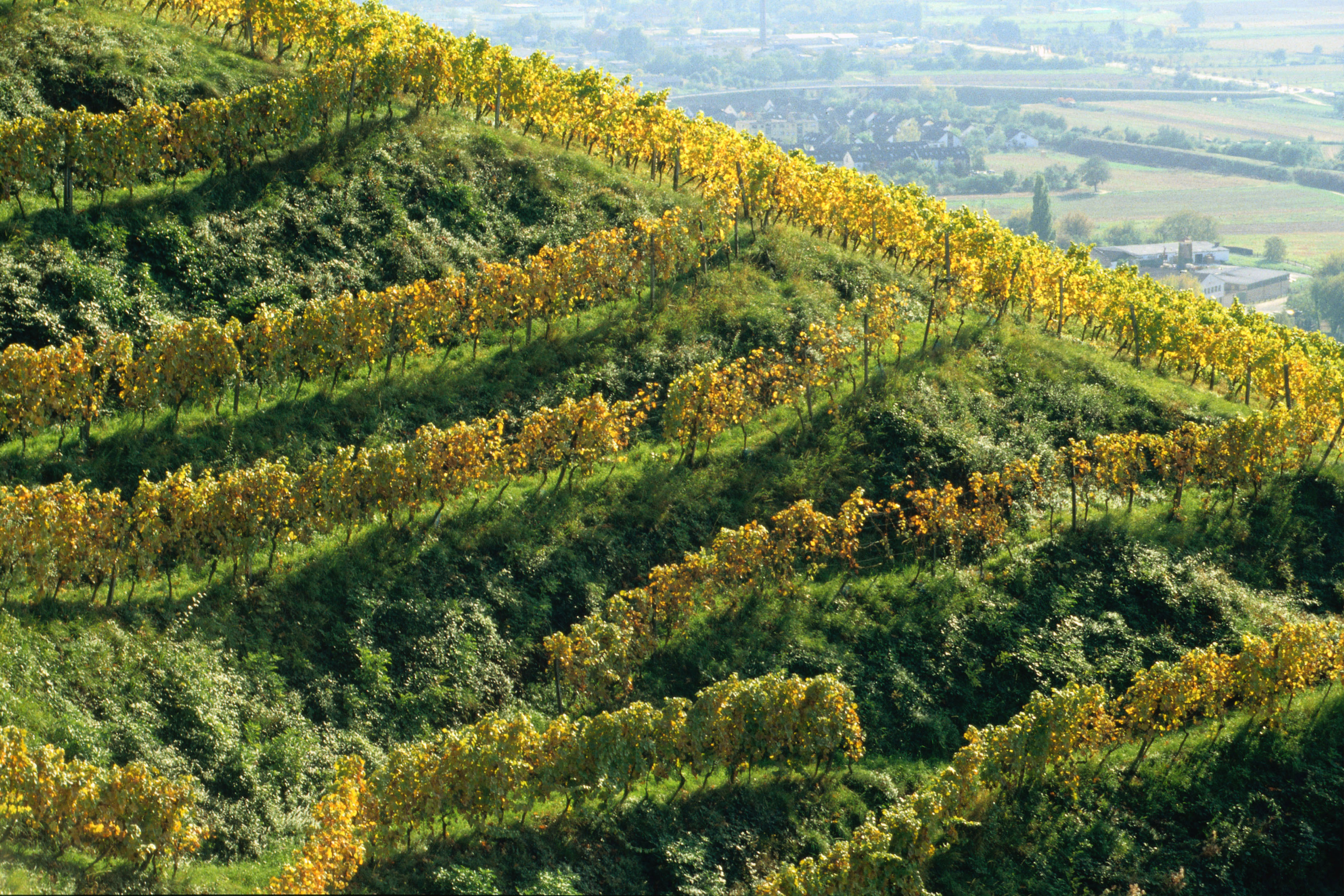 Weinanbaugebiet Hessische Bergstraße Weinterrassen