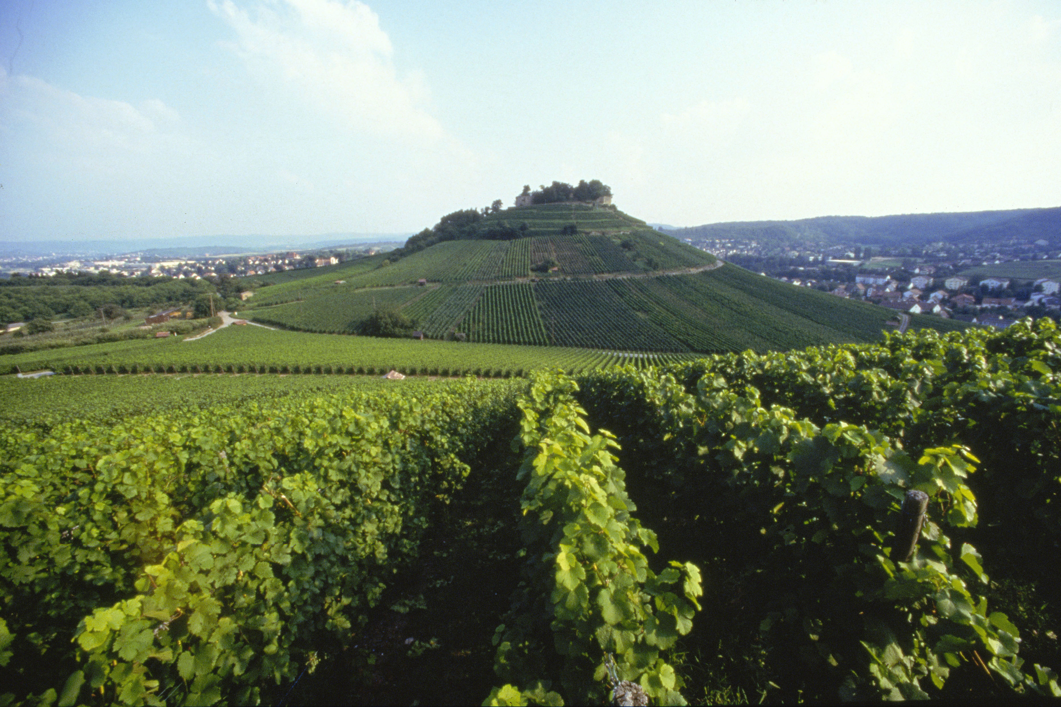 Weinanbaugebiet Württemberg Rebzeilen im Weinberg