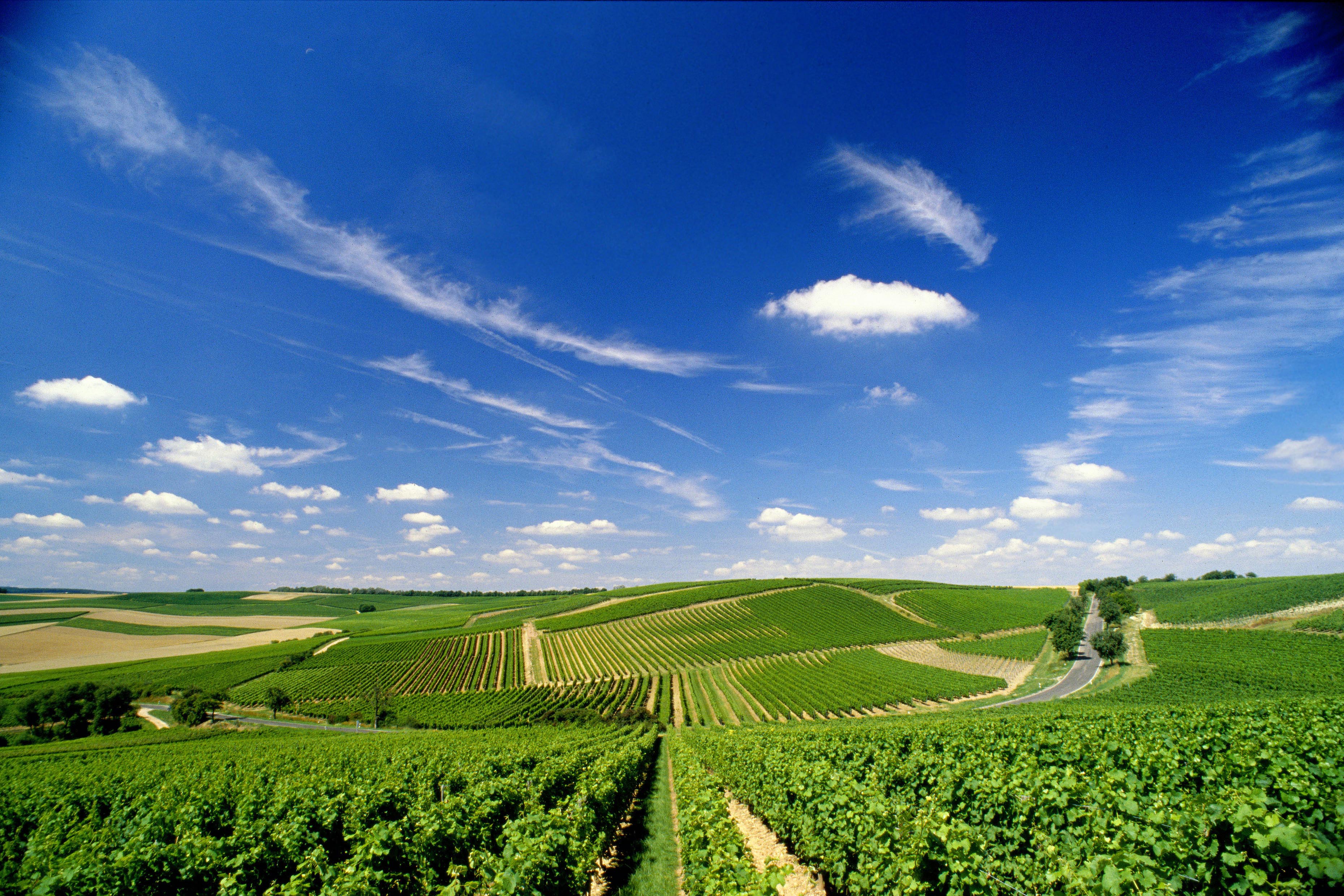 Weinanbaugebiet Rheinhessen Weinberge unter blauem Himmel